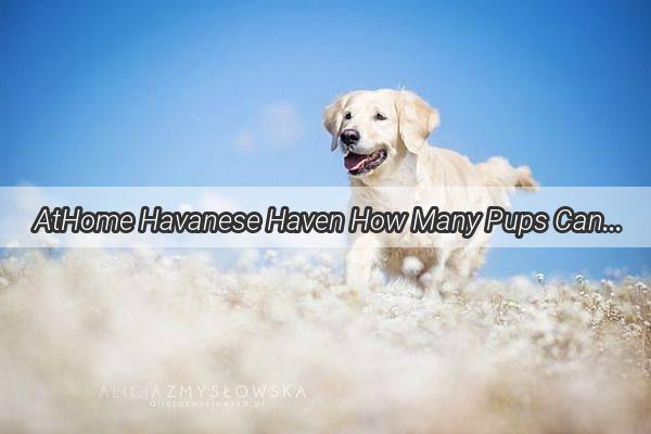 AtHome Havanese Haven How Many Pups Can You Foster During the Pandemic